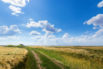 trail along the wheat field, landscape outside the city fields of Ukraine