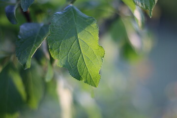 leaves of a tree on a bright day