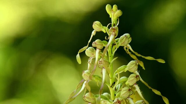 Lizard orchid on a meadow in Germany on the UNESCO biosphere reserve Schwaebische Alb