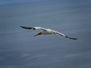 Fototapeta na wymiar gannet (Morus bassanus) flying over ocean
