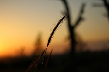 sunset in the grass