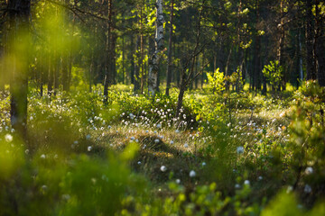 A forest landscape with cottongrass growing in the wet area of woodland. Summertime scenery of Northern Europe.