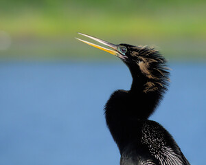 Closeup shot of a black anhinga bird