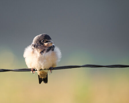 Closeup shot of a pygmy falcons perched on a cable