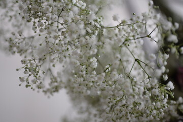Flowers, baby breath