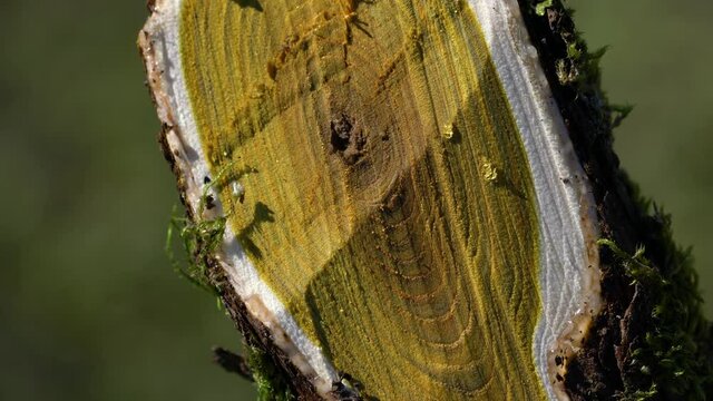 Tree in cross section - bark, yellow wood, resin (Cotinus coggyria) - (4K)