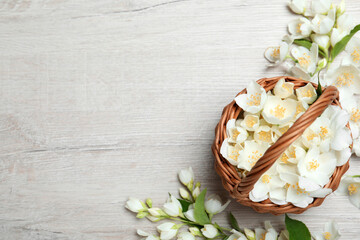 Flat lay composition with beautiful jasmine flowers on white wooden background. Space for text