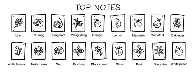 Vector  icons aromas top notes. Top notes pyramid chart with examples of popular aroma essences. Smell categories are oriental, woody, fresh and floral. Trend  examples of scents. Hand-drawn symbol. - obrazy, fototapety, plakaty