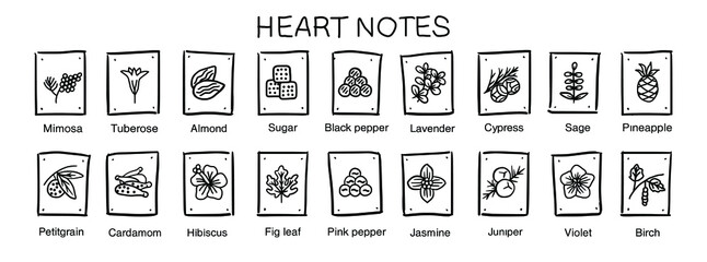 Vector  icons aromas heart notes. Heart notes pyramid chart with examples of popular aroma essences. Smell categories are oriental, woody, fresh and floral. Trend  examples of scents. 
