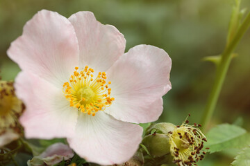 Briar rose bush with beautiful flower outdoors, closeup