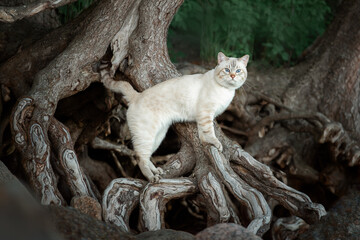 Tabby cat in the summer on the roots of an old tree © Светлана Федоренко