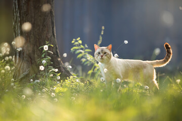 Tabby cat in a fabulous summer forest
