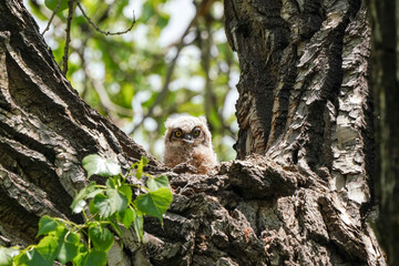 Great Horned Owl - Owlet