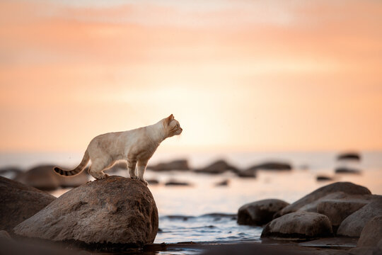 A tabby cat stands on a rock against the backdrop of a sea sunset