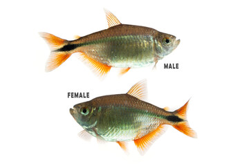 Buenos Aires tetra (Hyphessobrycon anisitsi) isolated on white background