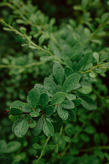 green leaves with raindrops in the garden