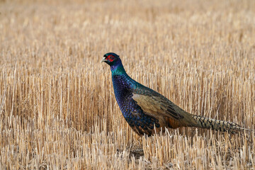 Melanistic Mutant Pheasant Rooster - Pose