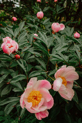 green bush with pink peonies in the garden