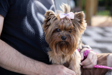 Dog pet yorkshire terrier female puppy ride walk tour local park