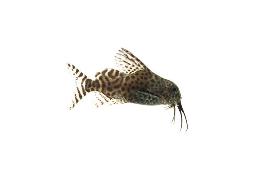 Juvenile of Synodontis eupterus (featherfin squeaker), a species of mochokid catfishes found throughout Africa, Isolated on wihte background