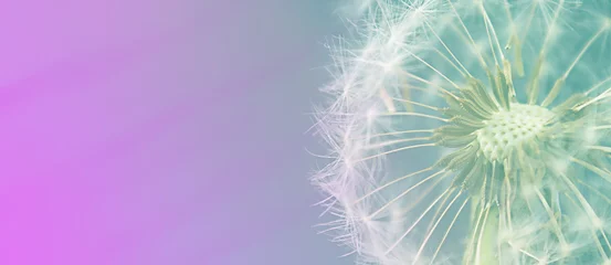 Fototapeten Dandelion close up. Soft focus. Beautiful natural background. Banner. © Галя Дорожинська