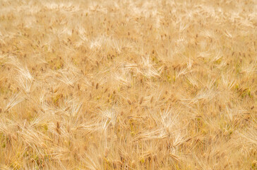 一面の実った大麦
