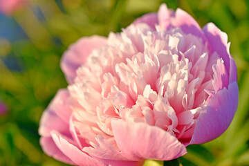 Obraz premium Pink large peony flowers on a green bush