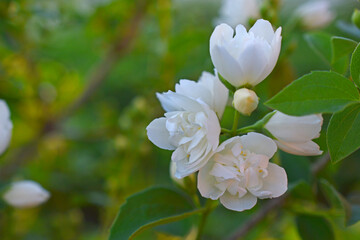 White jasmine flowers on a green background in summer