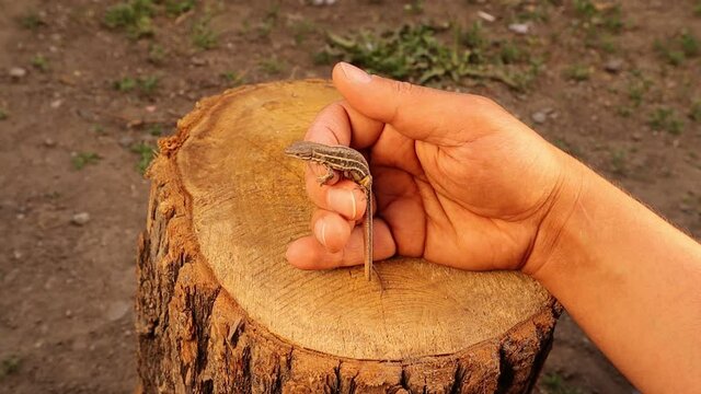 Lizard resting a on an exotic veterinarian 's hand then leaving.
This reptile is called a Dwarf Lizard (Parvilacerta parva).
wildlife vet. Biologist.
Handling an animal.
veterinary.
reptiles, skink