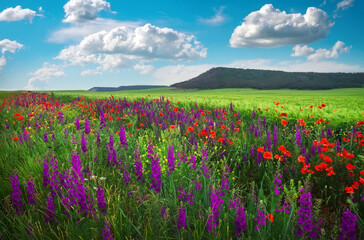 Fototapeta premium Beautiful Landscape with poppy flowers Composition of nature.
