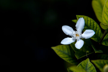 Fototapeta na wymiar Closeup Beautiful blooming single white jasmine flowers surrounded by green leaf with blurred background in garden