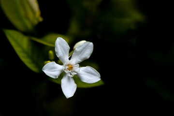 Closeup Beautiful blooming single white jasmine flowers surrounded by green leaf with blurred background in garden