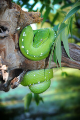 Green Tree Python Over the Water