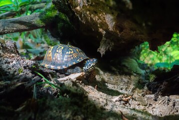 Obraz premium The Wandering Box Turtle
