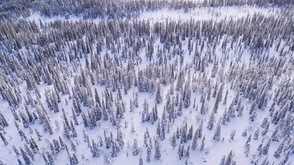 Aerial view from drone of snowy peaks of endless coniferous forest trees in Lapland National park, bird’s eye scenery  view of natural landmark in Riisitunturi on winter season cover