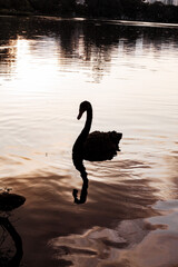 swan on the white lake