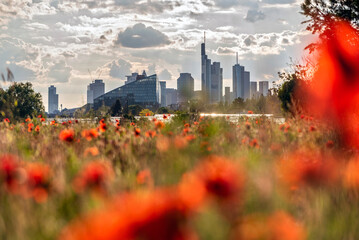 Skyline von Frankfurt am Main mit Mohnblumenfeld im Vordergrund