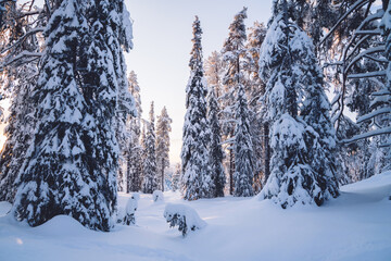 Tall beautiful trees and spruce covered with snow and frost on wild northern environment, scenic picture of National park Riisitunturi wanderlust destination in Finland