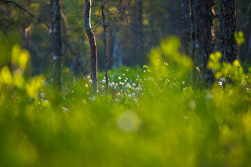 A beautiful summer landscape with cottongrass growing and blooming in the swampy area of forest. Summertime scenery of Northern Europe.