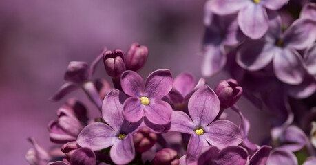 Fototapeta na wymiar Lilac flower pink spring background.
