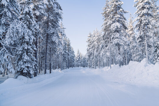 Beautiful natural environment on wild white northern destination with road for traveling, scenic picture of winter season forest with frost and snow on firs brunches