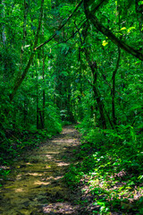 Selva Lacandona Mexico