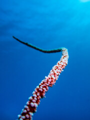 Sea whip on blue background in Reunion island