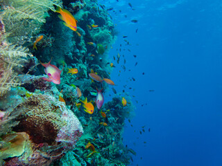 Beautiful coral reefs landscape of Reunion and Mayotte island