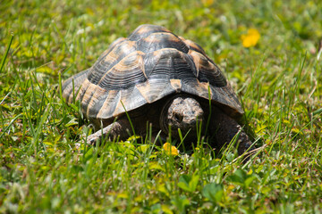 one testudo hermanni adult female crawling in the green meadow always looking for food
