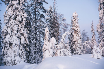 Winter forest with snowy trees in park