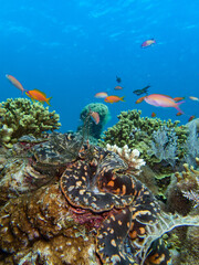 Obraz na płótnie Canvas Beautiful coral reefs landscape of Reunion and Mayotte island