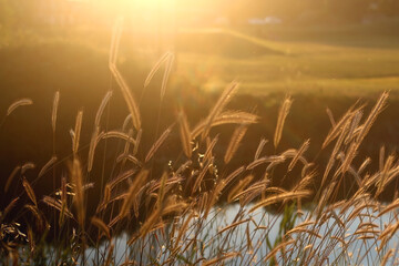 Wildflowers in a field, illuminated by beautiful golden hour light. Selective focus.