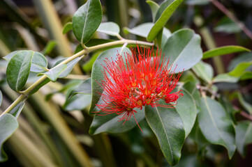 Metrosideros. bright red flower. Botanical Garden. beautiful green plants - obrazy, fototapety, plakaty