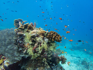 Naklejka na ściany i meble Beautiful coral reefs landscape of Reunion and Mayotte island